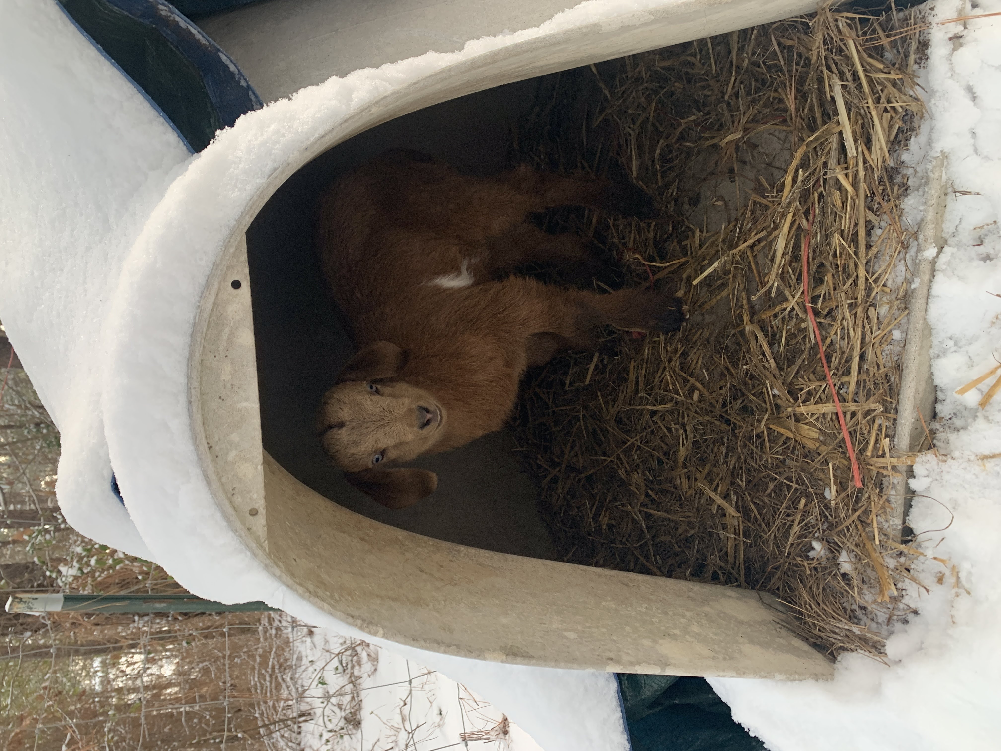 baby goats